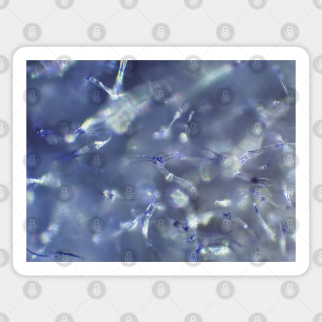 Lavender flower under microscope Sticker by SDym Photography